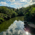 Santinho de Santa Rosa de Lima para imprimir grátis Santa Rosa de Lima